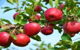 رکوردشکنی صادرات سیب از مراغه