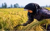 تولید بیش از ۳۲ هزار تن برنج سفید در آذربایجان شرقی