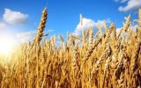 رتبه دوم استانی کلیبر در تولید و خرید تضمینی گندم