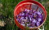 کشت ۴۸۵ هکتاری زعفران در آذربایجان‌ شرقی