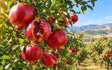 تولید بیش از ۱۰ هزار تُن انار در آذربایجان‌ شرقی