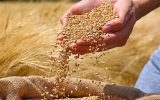خرید ۳۷۰ هزار تن گندم مازاد در آذربایجان شرقی