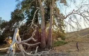 تشکیل پرونده برای عاملان قطع درخت چنار ۸۰۰ ساله اهر