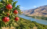 تولید سالانه ۱۰ هزار تُن انار در آذربایجان شرقی