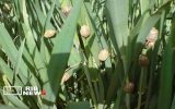 کاهش سن‌زدگی گندم آذربایجان‌شرقی | خبرگزاری صدا و سیما